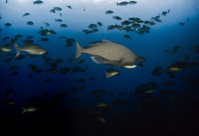 giant trevally, large trevally, school of fish, fishes, fish school, nature, underwater, dive, sea, water, ocean, maldives