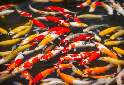 koi, fish, pond, carp, swimming, animals, colorful, watery, feeding, water surface, summer, tranquility, decorative, zen, reflection, ecosystem, water garden, fishpond, relaxing