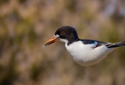 bird, nature, animal, wildlife, plumage, ornithology, fauna, birdwatching, beak, lake, bokeh