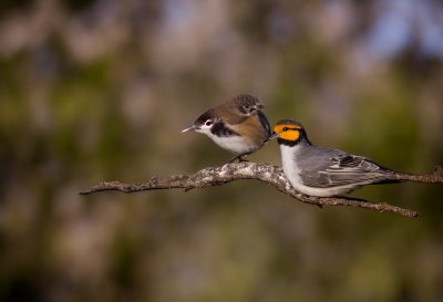 bird, nature, animal, wildlife, plumage, ornithology, fauna, birdwatching, beak, lake, bokeh