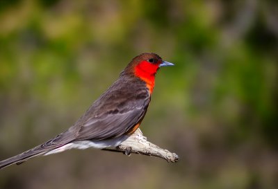 bird, nature, animal, wildlife, plumage, ornithology, fauna, birdwatching, beak, lake, bokeh