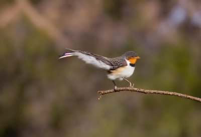 bird, nature, animal, wildlife, plumage, ornithology, fauna, birdwatching, beak, lake, bokeh