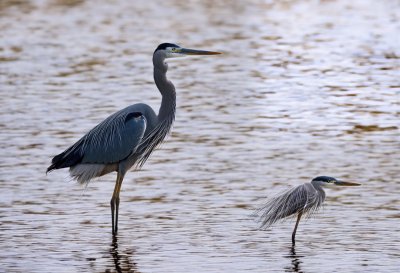 heron, bird, nature, animal, wildlife, wings, avian, plumage, fishing, water, birdwatching