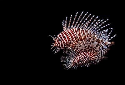 lionfish, fish, butterfly cod, nature, scorpion fish, aquarium, aquatic, swimming, underwater, cairns aquarium
