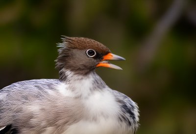 bird, nature, animal, wildlife, plumage, ornithology, feathers, beak, lake