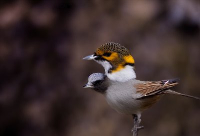 bird, nature, animal, wildlife, ornithology, plumage, spring