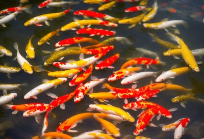 koi, pond, fish, koi carp, water, swimming, golden, group, colorful, lake, yellow, ornamental, waves, nature, manual, wale, feeding, zoological, aquarium, pattern, ornamental pond