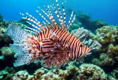 lionfish, nature, underwater, fishes, sea, exotic, water, poisonous, fish, coral reef, marine, beautiful, ocean, animal, multicoloured, dangerous, wildlife, coloured, out of the ordinary, tropical, corals, ai generated