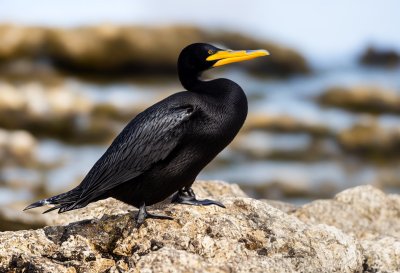 cormorant, bird, ornithology, wildlife, nature, beak, bird watching, plumage, stone, relaxation