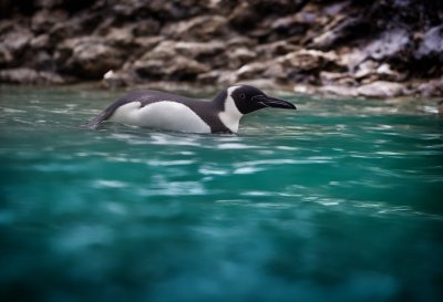 swim, nature, water, penguin, zoo, shore, cold