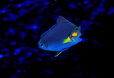 tropical fish, triggerfish, reef fish, colorful fish, marine life, aquarium fish, exotic fish, underwater animal, blue fish, patterned fish, ocean life, aquatic life, aquarium tank, marine wildlife, underwater photography, sea creature, vibrant colors, tropical species, fish close-up, marine ecosystem, reef aquarium, nature underwater, wildlife, ocean fish, dark background