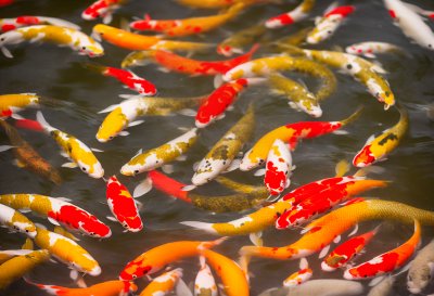 koi, fish, carp, pond, water, animals, swimming, ornamental pond, colorful, goldfish, feeding, origin, japanese, pool, relaxing, garden, all-natural, calm, oriental, maintenance