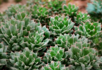 succulent, green, leafy, spiky, natural, fluffy, cactus, thorny, plant, spring, garden, decorative, ecology, xerophyte, north america, texture, botany, bristles, variety, arid