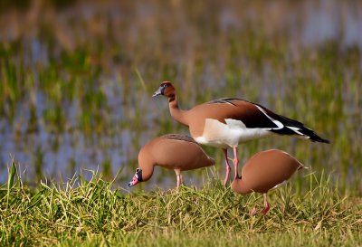 egyptian goose, water bird, wild goose, feather, beak, grass, ruffled feathers, light, animal, lakes, birds, avian, landscape, nature, river, aquatic plants, body of water, park, natural environment, blade