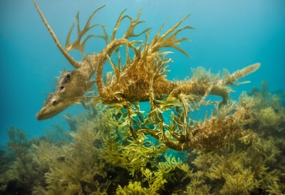 seadragon, leafy, underwater, water, camouflage, creature, wildlife, fish, diving, coral reef, kelp, ecosystem, nature, aquarium, beautiful, exotic, vibrant, patterned, ornate, swimming
