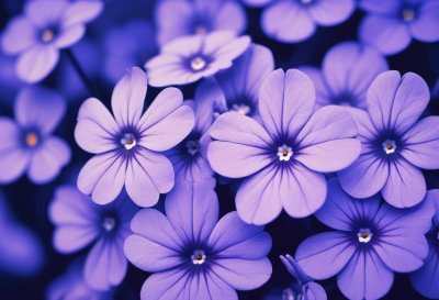 flowers, violet, aubrieta, spring, cushion, close-up, landscape, purple, plant, garden, nature, rock garden, ornamental, vault, natural, blooming, delicate, beautiful