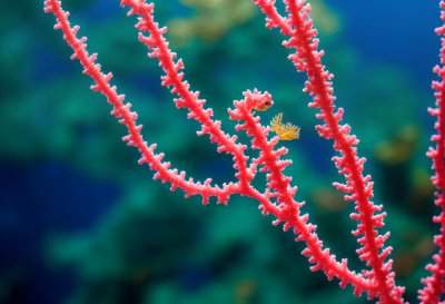seahorse, underwater, ocean, sealife, gorgonian coral, camouflage, hidden, nature, coral reef, pink, marine animal, biodiversity, ecosystem, life, fauna, animal, underwater light, texture