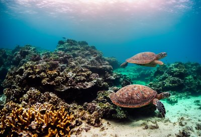 turtle, ocean, reef, coral, underwater, marine, tropical, swim, blue, nature, sea, wildlife, aquatic, exotic, fish, dive, colorful, ecosystem, clear, sunlight
