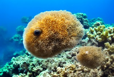 pufferfish, coral reef, underwater, ocean, corals, fish, sea, tropical fishing, clear water, biodiversity, diving, marine life, nature, tropical, sunlight, ecosystem, color, ocean lover, travel, vacation