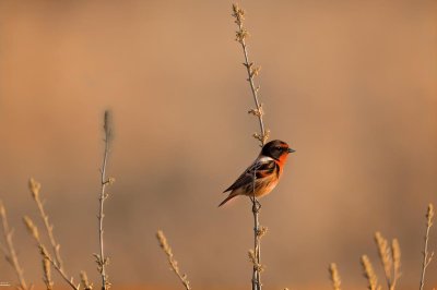red-breasted stonechat, laptop wallpaper, free wallpaper, free background, nature, wallpaper 4k, hd wallpaper, mac wallpaper, bird, 4k wallpaper 1920x1080, 4k wallpaper, full hd wallpaper, background, wallpaper hd, windows wallpaper, desktop backgrounds, peace, beautiful wallpaper, sun, cool backgrounds, spring, birdwatching