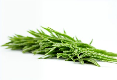 aloevera, plant, nature, green, flora, leaf, cactus, botanical, madeira, juicy, natural, garden, bloom