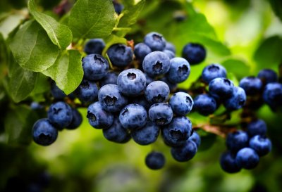 blueberries, fruit, garden, nature, leaves, summer, green, purple, everyday life, biological, fresh, gift of nature, horticulture, organic, raw material, agricultural, healthy, berries, farming, ai generated