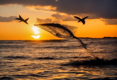 flying fish, ocean waves, sunset, nature, wildlife, movement, water, dawn, freedom, warm colors, water splash, golden, action, marine life, lizard, horizon, energy, reflection, aerial, sky, orange