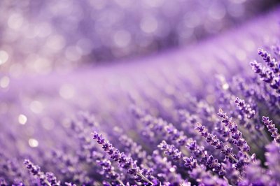 lavender, texture, sparkle, pastel, overlay, dreamy, abstract, background, light, soft, bokeh, purple, lilac, violet, pattern, design, ethereal, elegant, glitter, shiny