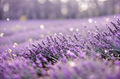 texture, lavender, pastel, sparkle, dreamy, beautiful, overlay, background, abstract, glitter