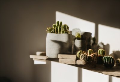 cactus, succulent, concrete vase, geometric design, shelf, modern decor, shadow, minimalism, interior design, natural light, home decor, annual, harmony, scandinavian style, elegant, dining, morning, simplicity, plant decor, ai generated