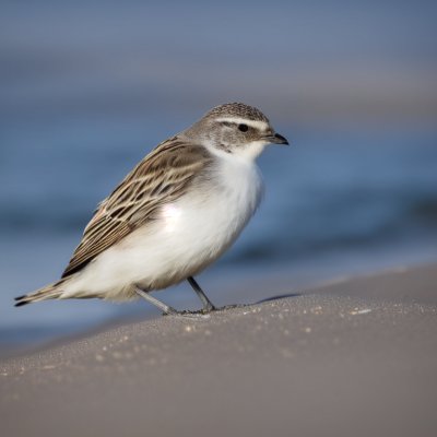 bird, nature, wildlife, plumage, ornithology, sandy beach, water, birdwatching, sand, foraging, cute, bird feeding, sanderling, animals, waves, surf, island