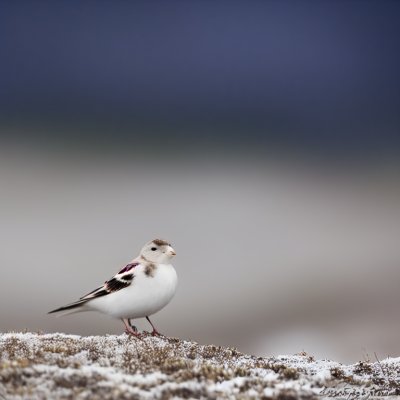 snow bunting, bird, beak, nature, feathers, plumage