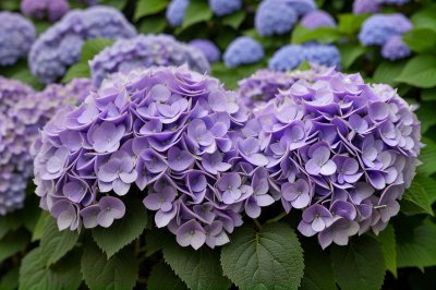 hydrangea, purple, flowers, blue, nature, hd wallpaper, blossom, flora, garden, background, botanical garden, wallpaper, mosaic, plant, abstract, hydrangeas blooming, flower details, purple hydrangea, flower wallpaper, bright colors