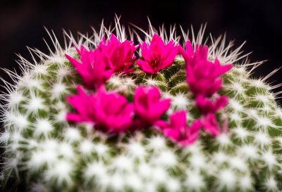 cactus, flowers, red, spiky, macro, nature, botany, flora, natural beauty, floral arrangement, vibrant colors, detail, ecosystem, gardening, timeless, ecological, natural pattern, luxury, artistic photography, fine texture