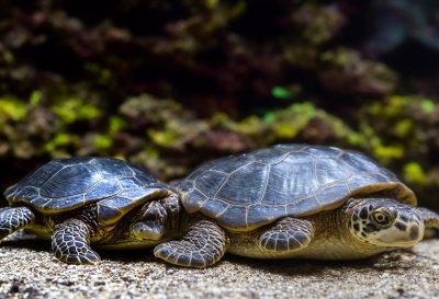 aquatic turtle, two, flipper, aquarium, shell, neck, nose, gravel, biotope, branch, reptile, head, pair, sand, stones, underwater, nature, ecosystem, animals, paired, water environment