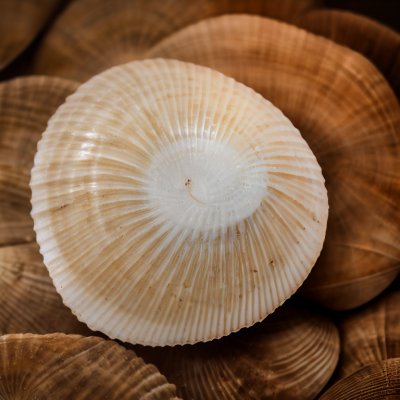 empty sea shell, limpet shell, concentric bands, ridges, subtle pink and brown, coarse sand, beach find, conchology, nature, collector, shell, pebbles, natural beauty, natural patterns, marine environment, worn, structural details, natural texture, surface details, subtle colors