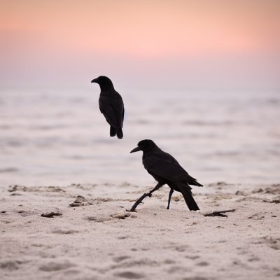 bird, crow, beach, sand, hunger, prey, foraging, sunrise, nature, morning, ornithology, natural, air, walk, black-white, freedom, calm, sun, bluish