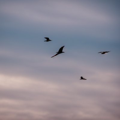 birds, flying, nature, wildlife, coast, marine environment, beach, sand, natural, bird flight, beach sand, birds in flight, sandy environment, coastal birds, peace, tranquil landscape, gentle waves, beach scenery, focused subject