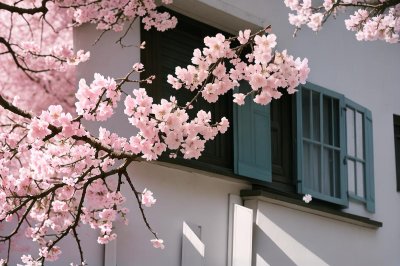 spring, nature, blossom, branch, pink, window, shutter, facade, house, blooming tree, red, details, romantic, blurry effect, rural, calm, outdoor, suburban, natural beauty, flowers