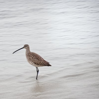 far eastern curlew, mud, foraging, shore, bird, covered in mud, sea, natural habitat, bird migration, tide, survival, searching for food, life cycle, wildlife, nature, probe, amphibian