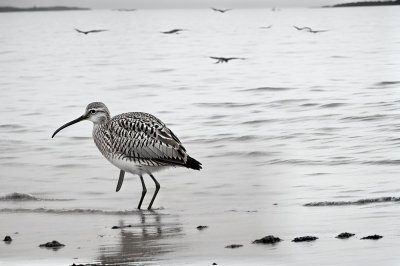 far eastern curlew, mud, foraging, shore, bird, covered in mud, sea, natural habitat, bird migration, tide, survival, searching for food, life cycle, wildlife, nature, probe, amphibian