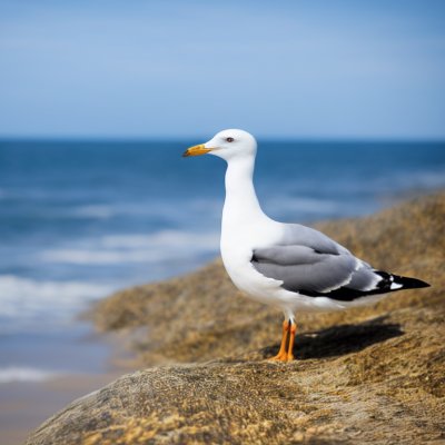 seagull, blue sky, sea, bird, ornithology, feathers, beak, sunny day, coast, rocks, wind, sky, blue, bay, wings, nature beauty, nature, birdwatching, tourist attraction, natural environment