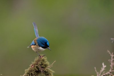 superb fairywren, fairywren, wren, bird, malurus cyaneus, wildlife, nature, plumage, australian, ornithology, bird watching, male bird, animal, sprout, breeding site, new south wales, small bird, shrub, garden tree, national bird