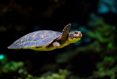 turtle, pig-nosed turtle, nature, underwater, aquarium, aquatic animal, freshwater, reptile, environment, cairns aquarium, underwater life, dark water, buoyancy, underwater habitat, biodiversity, flora and fauna, balanced ecosystem, calm water, research