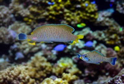 fish, aquarium, underwater, sea, coral, striped, surgeonfish, tropical, colorful, clownfish, fisherman, ecosystem, dive, line, cairns, brown, tron, blue, medieval fish, green-yellow, width