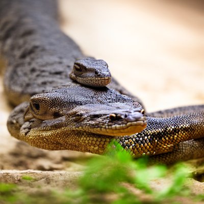 lumpini, monitor lizard, thailand, bangkok, reptile, nature, ground, tree, park, animal, wild, tourism, terrestrial, botany, asian, ecosystem, fauna, grass, predator