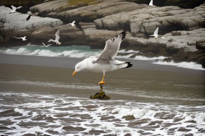 seagull, bird, nature, animal, beach, water, bird of prey, feathers, beak, ornithology, long wings, water bird, white color, wildlife, plumage, one animal, rough terrain, walking, weather