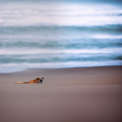 dog, beach, pet, animal, cute, fur, ocean, waves, sand, solitude, exploration, relaxation, nature, peace, alone, furry dog, outdoors, season, peaceful