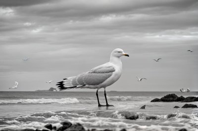 larus delawarensis, gull, nature, wildlife, seabird, beach, bird, ornithology, feather, waterfowl, beak, sea, wings, coast, fauna, plumage, calm, purity, scenic, sandy
