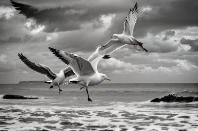 gull, animal, seabird, beach, nature, ornithology, wings, beak, feathers, water, wildlife, safari, tide, flight, species, yellow beak, standing in water, coastal, birdwatching